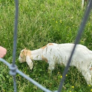 Meet your Posher, Koi